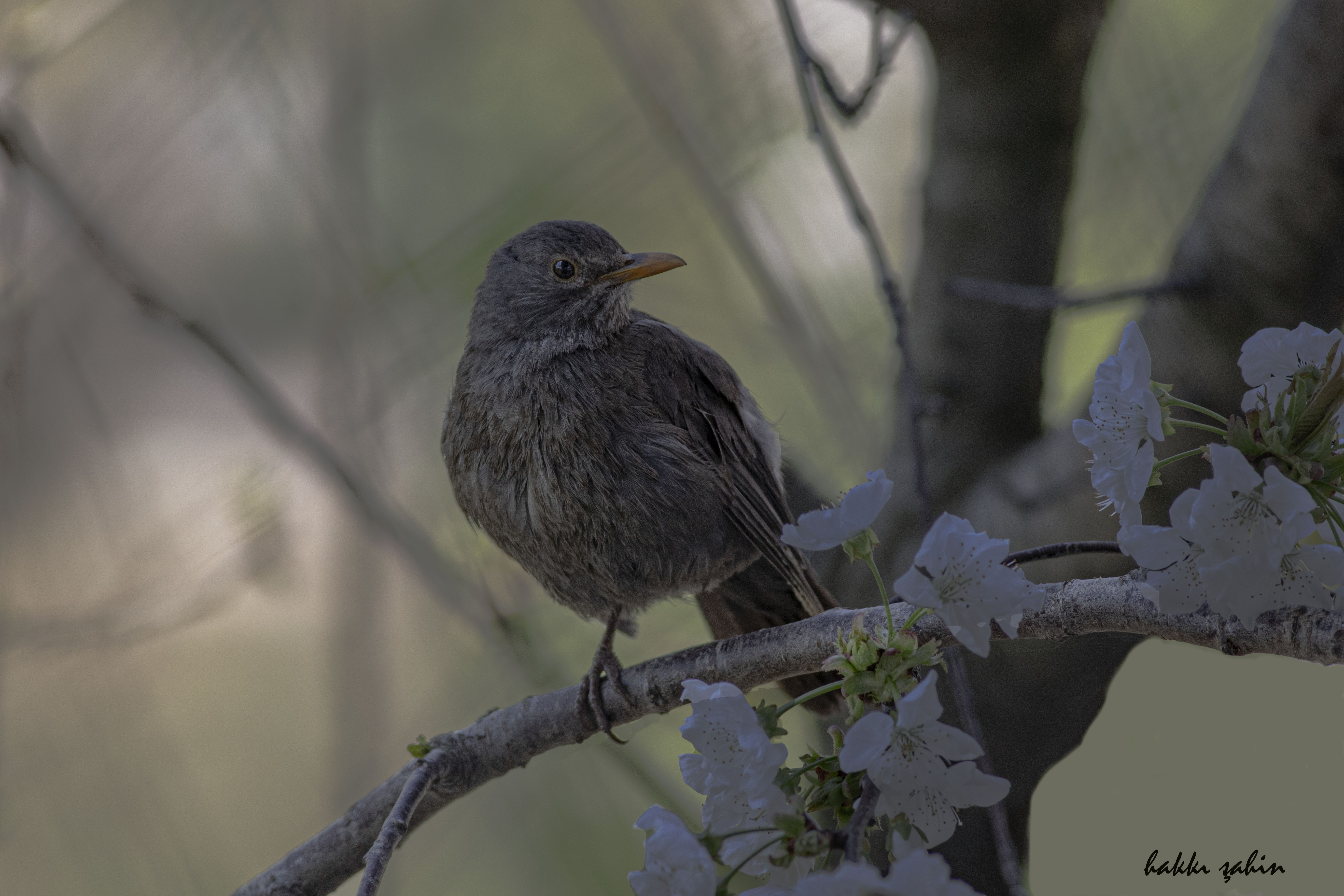 Eurasian Blackbird
